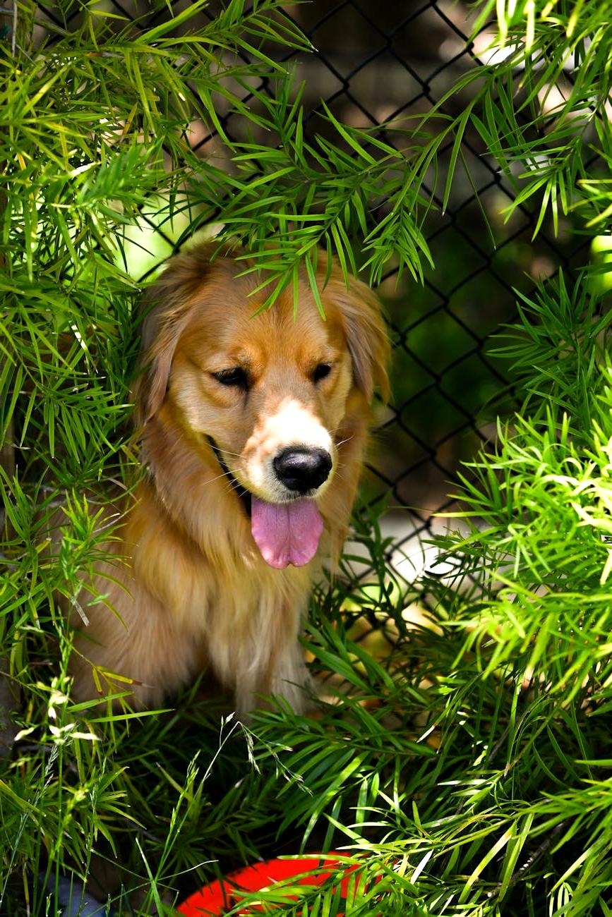 Golden Retriever after grooming