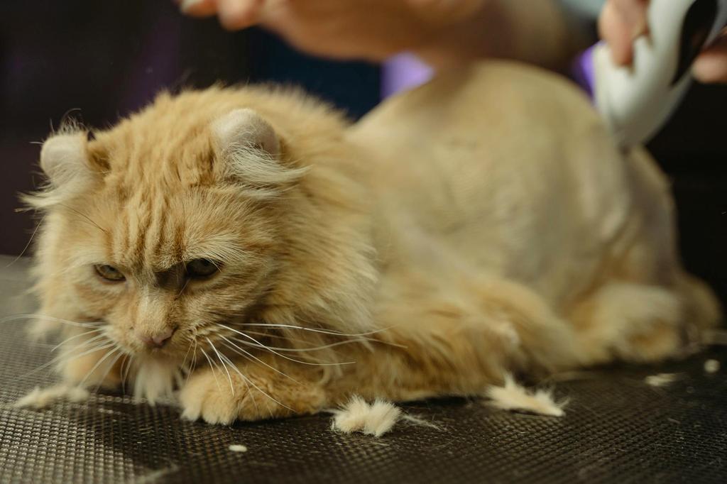 Persian cat grooming session