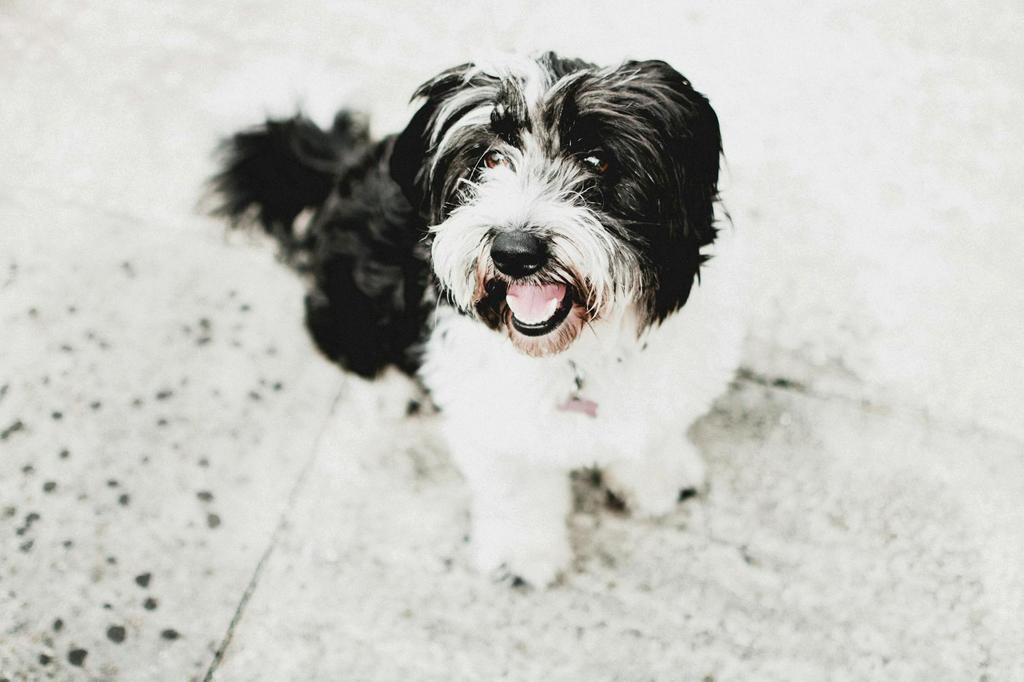 Shih Tzu with new haircut