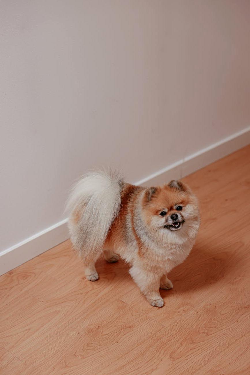 Dog enjoying grooming session